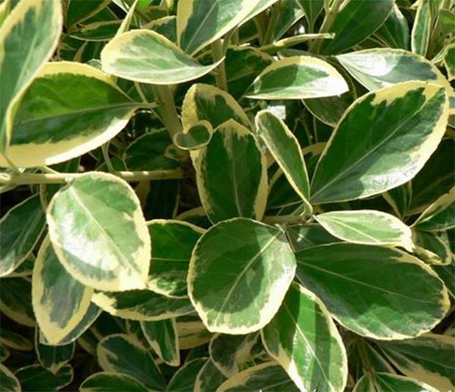 圖片1.jpg 圖片1.jpg